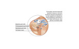 Карандаш PECLAVUS защитный для ногтей Special AntiMYX Protectorstift